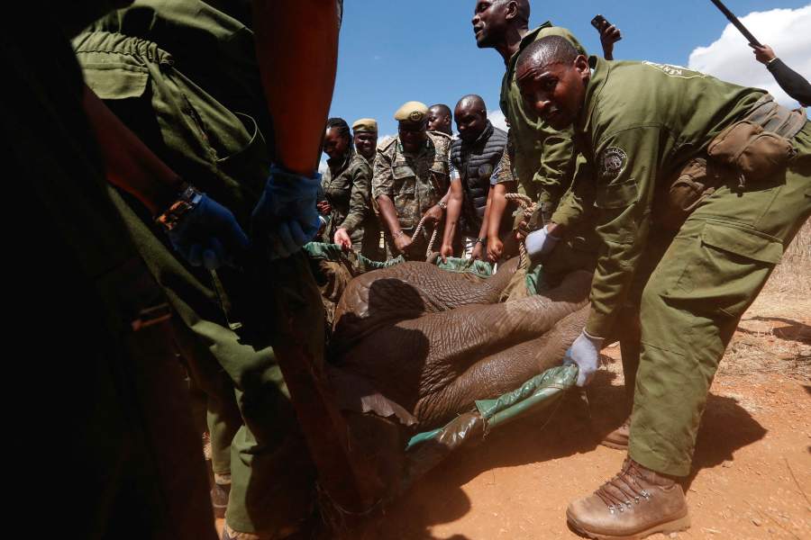 Перевозка слонов в Кении