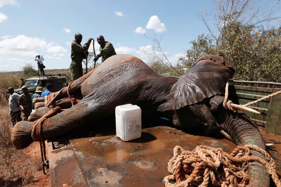 Перевозка слонов в Кении