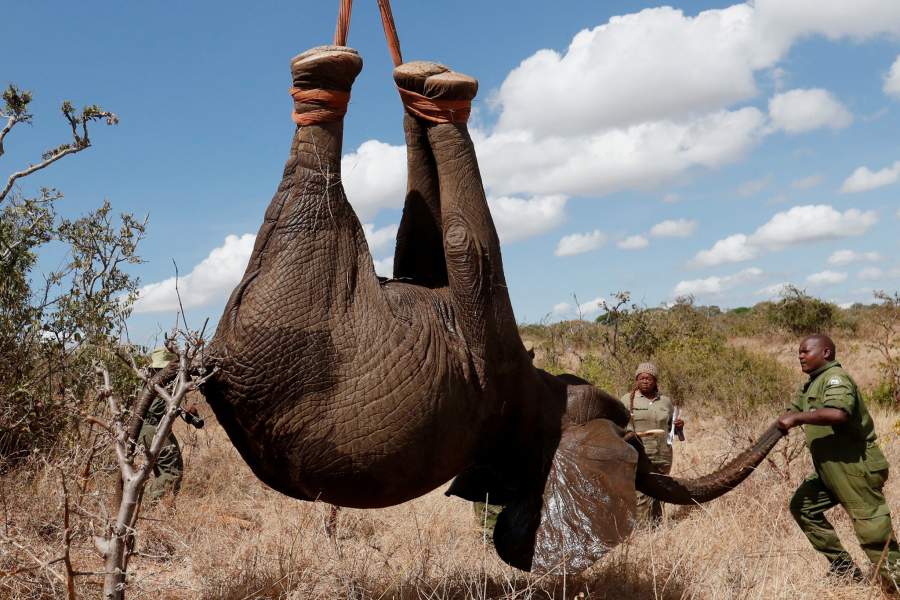 Перевозка слонов в Кении