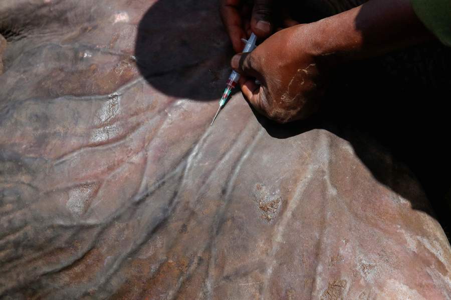 Перевозка слонов в Кении