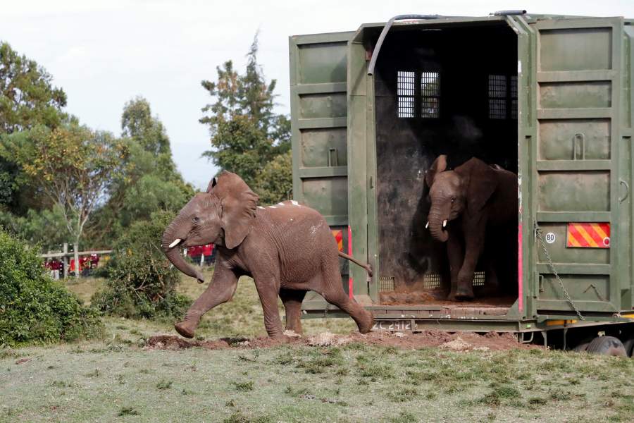 Перевозка слонов в Кении