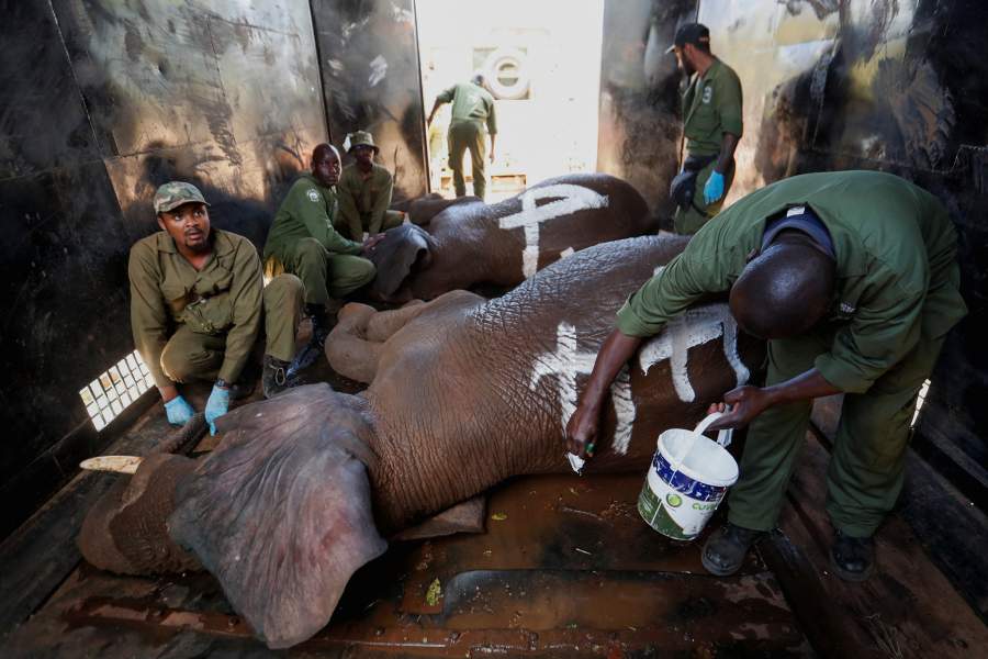 Перевозка слонов в Кении