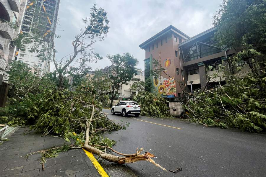 Упавшие деревья лежат на земле после того, как тайфун «Конг-Рей» обрушился на берег в Тайбэе, Тайвань, 1 ноября 2024 года