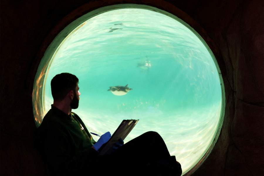 Сотрудник проводит подсчет популяции пингвинов для ежегодной инвентаризации в Лондонском зоопарке ZSL в Лондоне, Великобритания, 3 января 2025 года