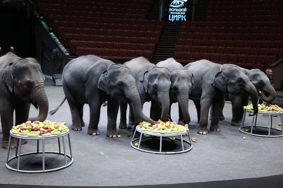 Презентация шести слонят, подаренных Республикой Союз Мьянма Большому Московскому государственному цирку