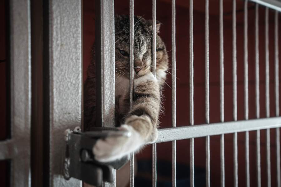 Части кошек не так везет: животные, страдающие вирусными заболеваниями, передающимися другим котам, содержатся в отдельном помещении в запертых боксах