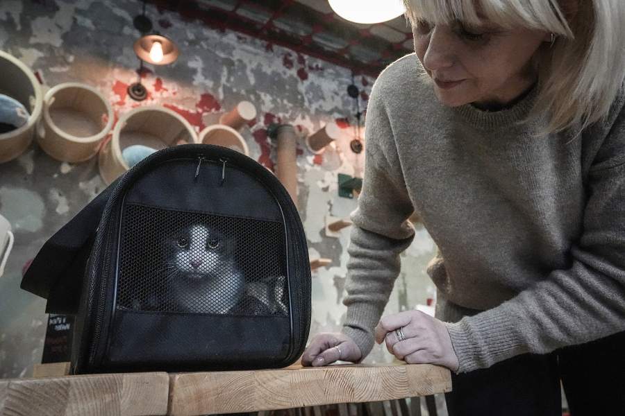 Но и это еще не все — по договору передачи животного, котокафе (как и приют) оставляет за собой право изъять кошку обратно, если за ней ненадлежаще ухаживают