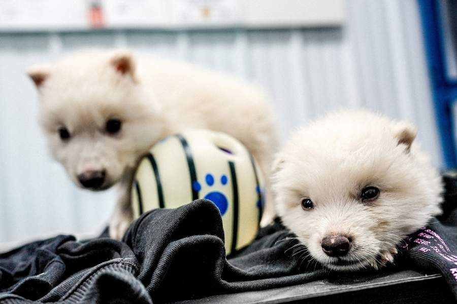 Ученые воссоздали вымерших лютоволков из сериала «Игра престолов»