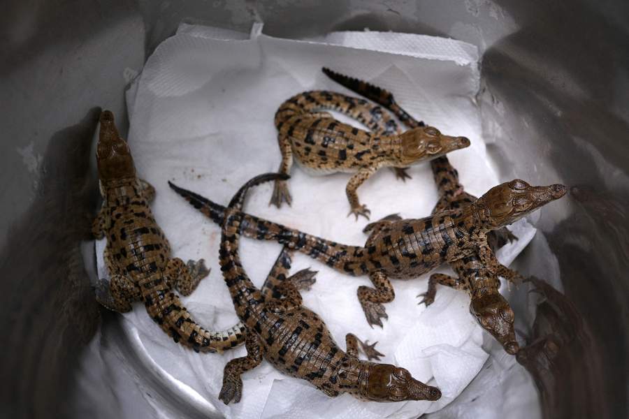 Спасение крокодилов Ориноко