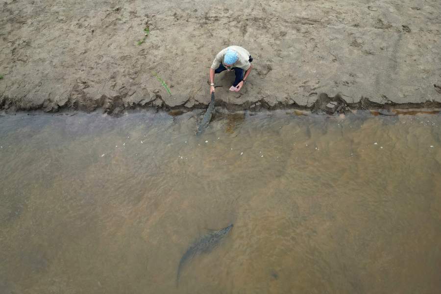 Спасение крокодилов Ориноко