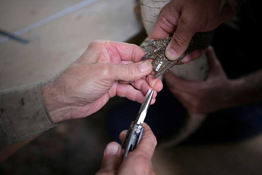 Спасение крокодилов Ориноко