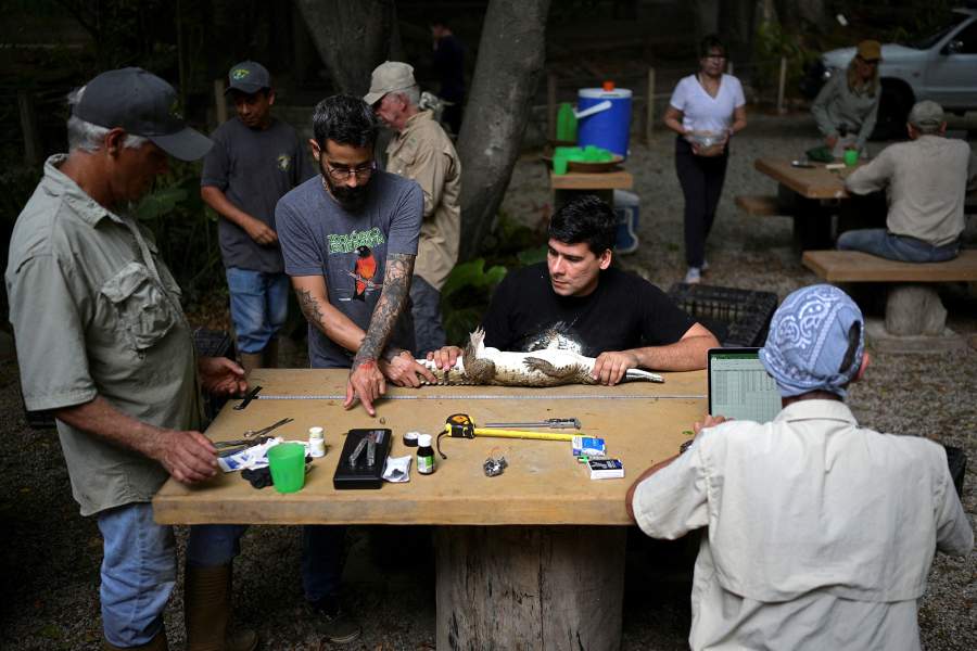 Спасение крокодилов Ориноко