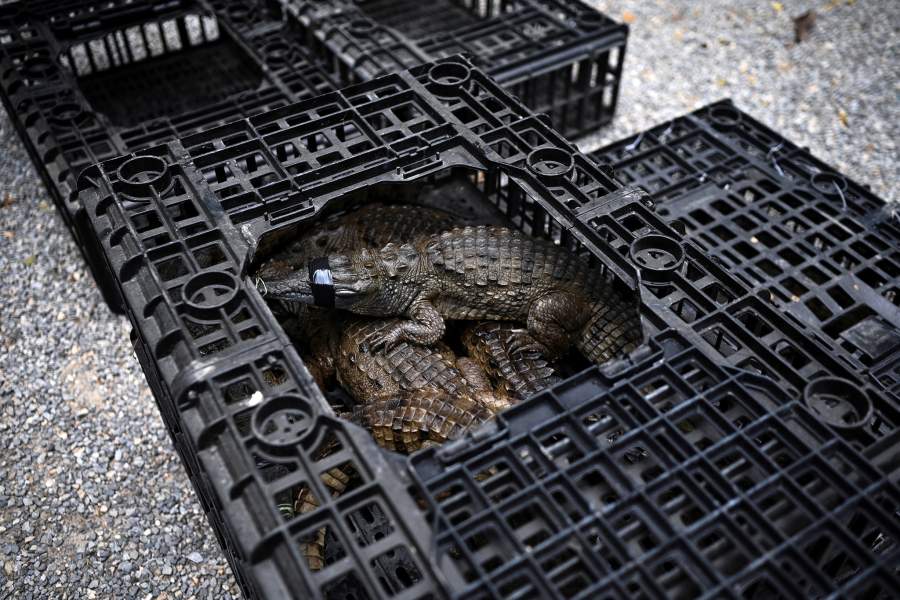 Спасение крокодилов Ориноко