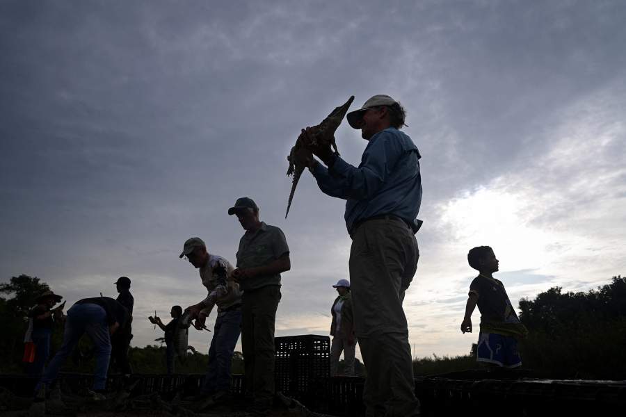 Спасение крокодилов Ориноко