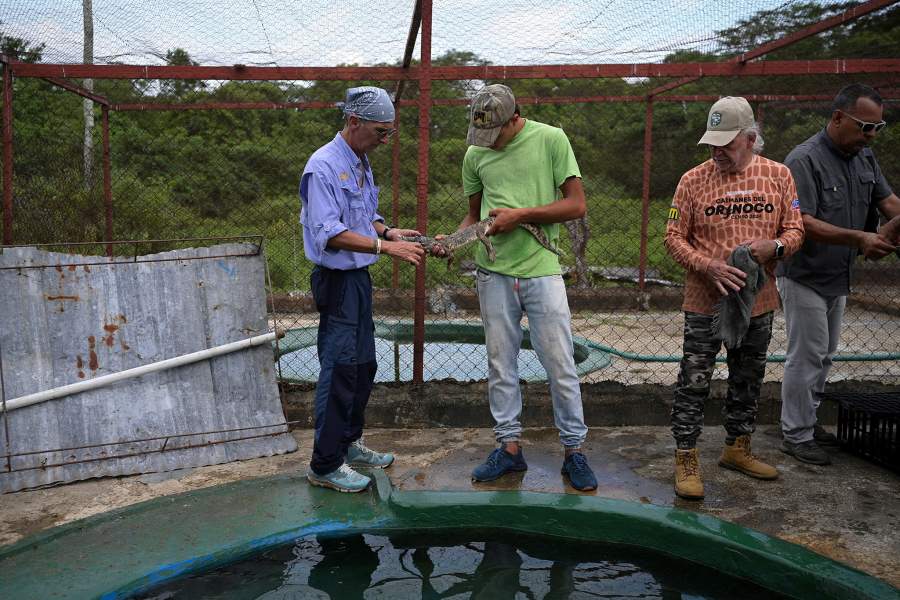 Спасение крокодилов Ориноко
