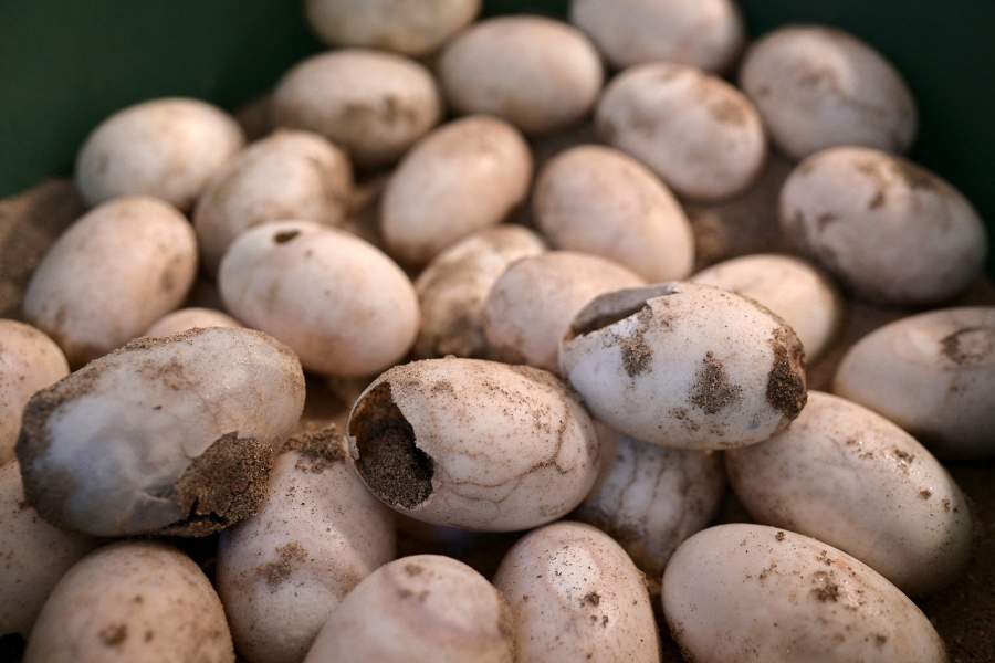 Спасение крокодилов Ориноко