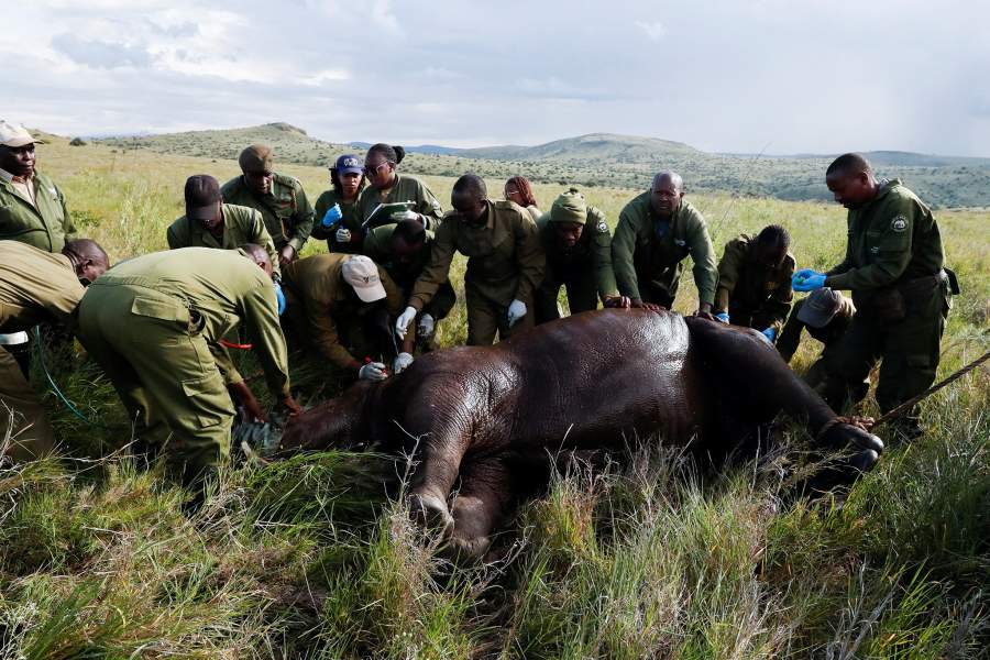 Носороги Кении