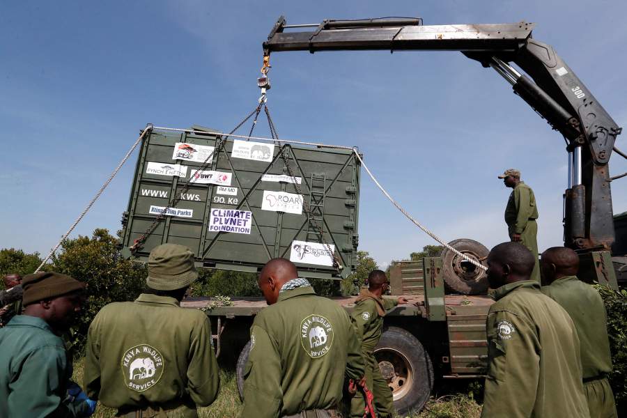 Носороги Кении