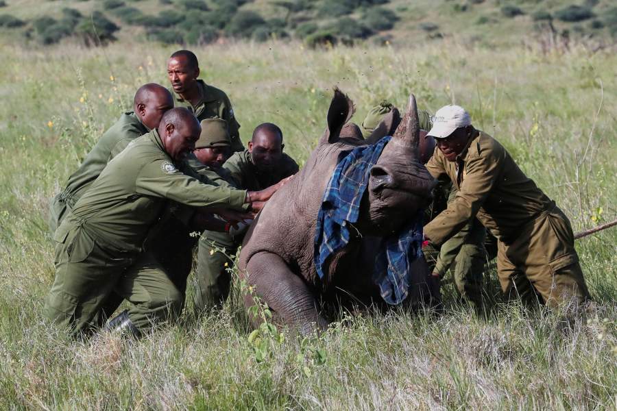 Носороги Кении