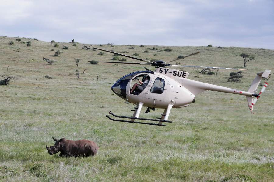 Носороги Кении