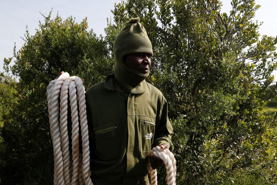 Носороги Кении