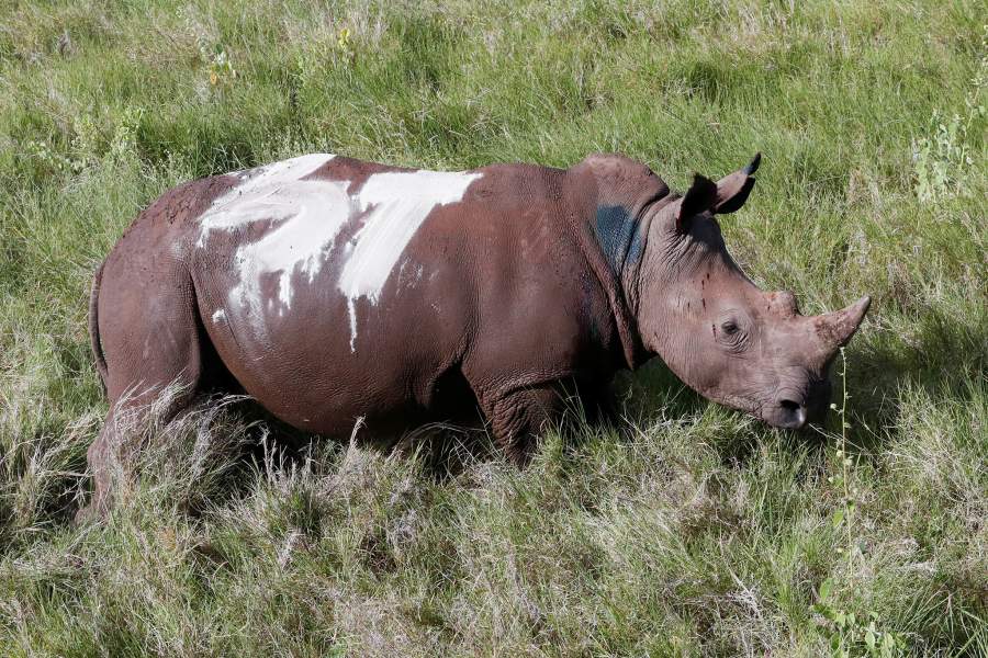 Носороги Кении