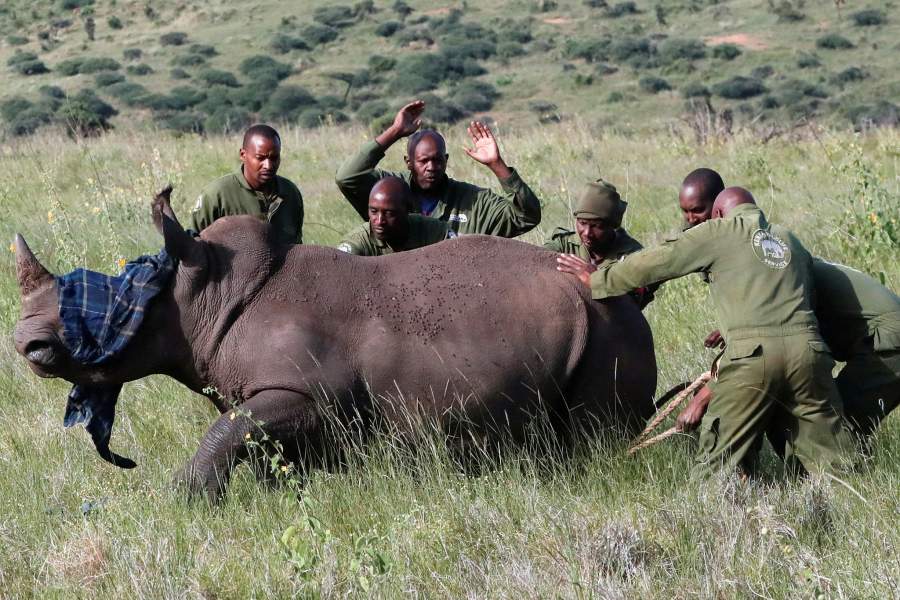 Носороги Кении