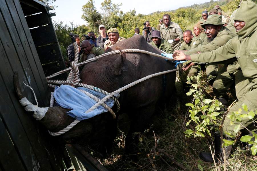 Носороги Кении
