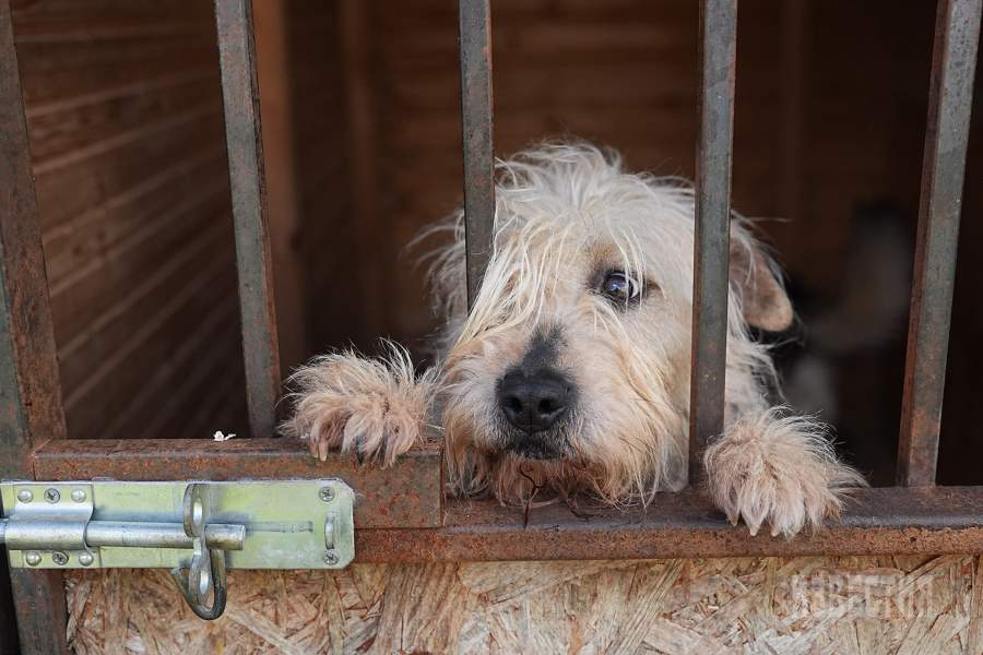 Приют списанных служебных собак «Гвардия»