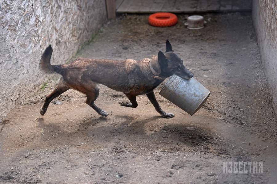 Приют списанных служебных собак «Гвардия»