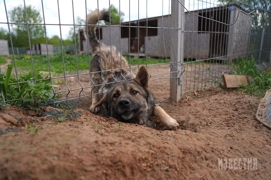 Приют списанных служебных собак «Гвардия»