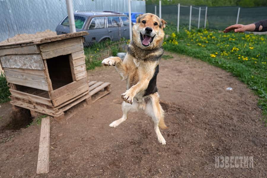 Приют списанных служебных собак «Гвардия»