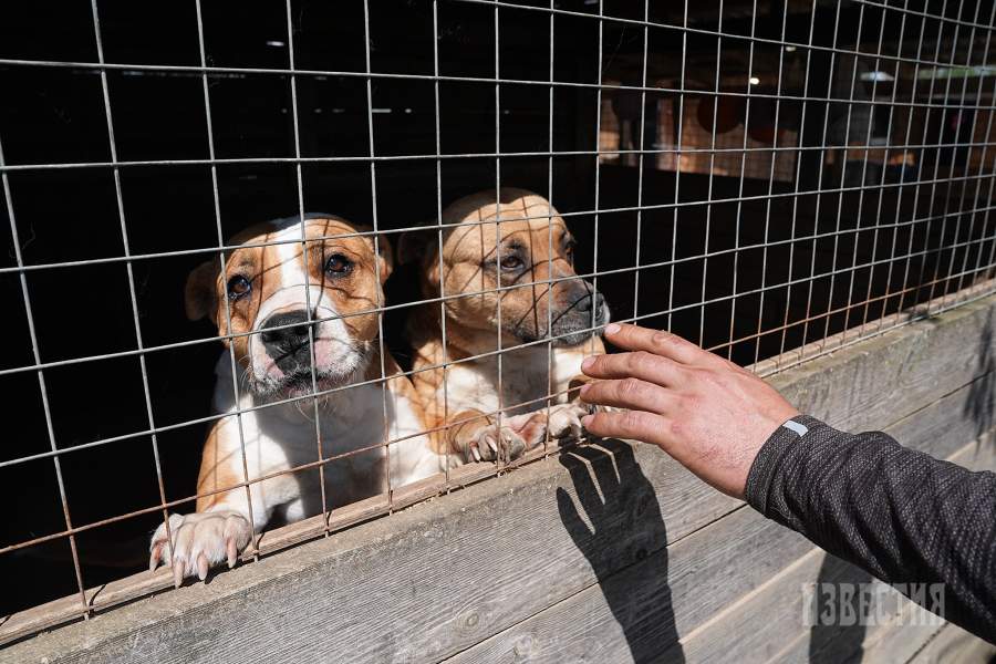 Приют списанных служебных собак «Гвардия»