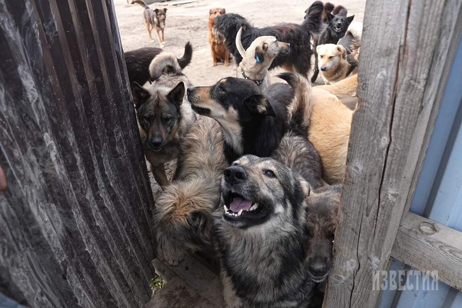 Приют списанных служебных собак «Гвардия»