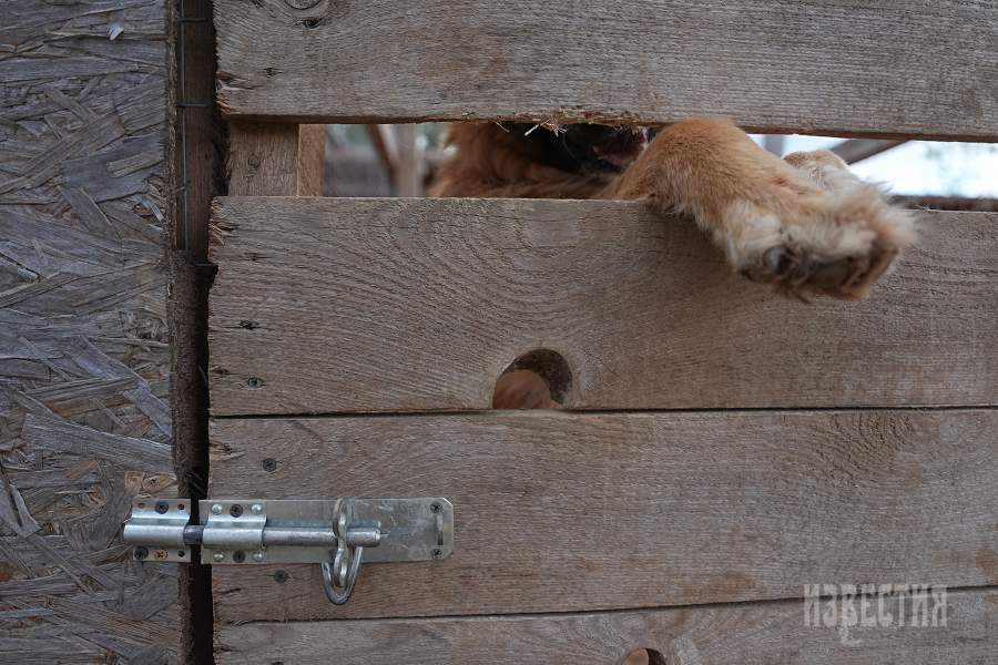 Приют списанных служебных собак «Гвардия»