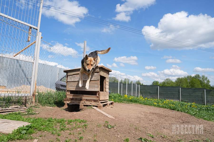Приют списанных служебных собак «Гвардия»