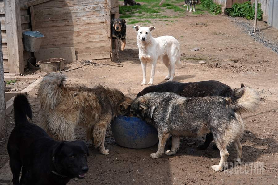 Приют списанных служебных собак «Гвардия»