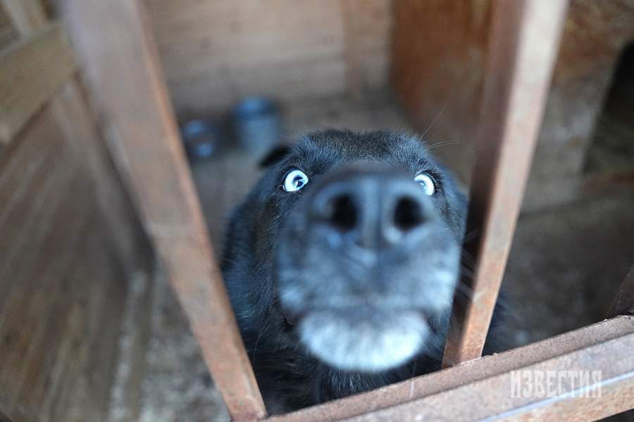 Приют списанных служебных собак «Гвардия»
