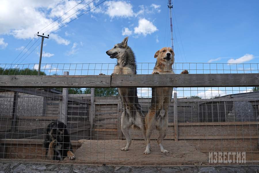 Приют списанных служебных собак «Гвардия»