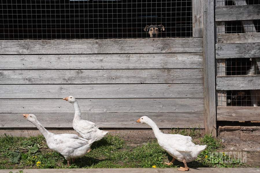 Приют списанных служебных собак «Гвардия»