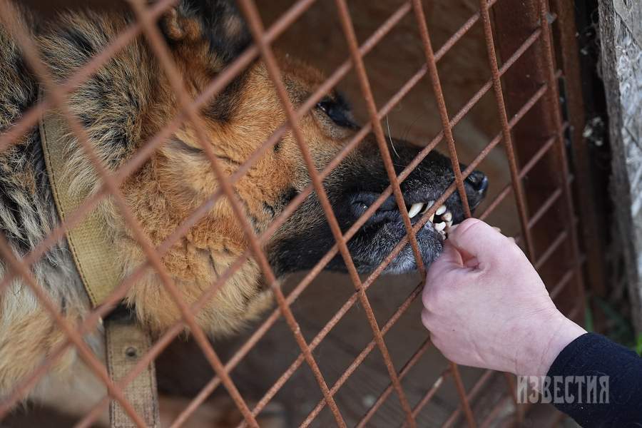 Приют списанных служебных собак «Гвардия»