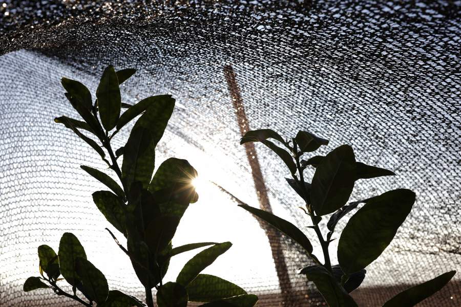A tree grown with water captured by fog catchers, meshes suspended between two poles that intercept small bits of moisture to collect water from the air in the Atacama Desert, is seen in Chanaral, Chile