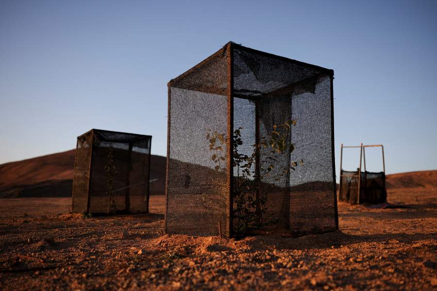 Small trees planted by Orlando Rojas, grow in greenhouses cultivated with water captured by fog catchers, meshes suspended between two poles that intercept small bits of moisture to collect water from the air in the Atacama Desert, in Chanaral, Chile