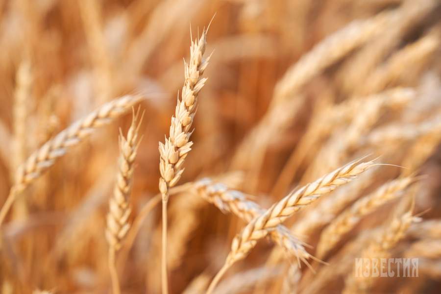 Уборка зерна в Ставропольском крае