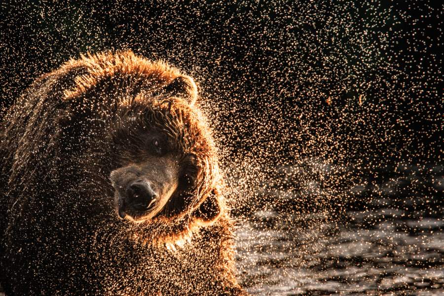 Солнечные брызги Автор: Овсянкина Елена Александровна Конкурс и номинация:2023 / Дикие животные Регион съёмки: Камчатский край Место съемки: озеро Двуюрточное Описание: Летом камчатские медведи медведи выходят на берега рек и ловят нерку которая идет на нерест. Они бегают по воде становятся совсем мокрыми. Отряхиваясь в лучах солнца, кажется что это солнце взрывается тысячами брызг.