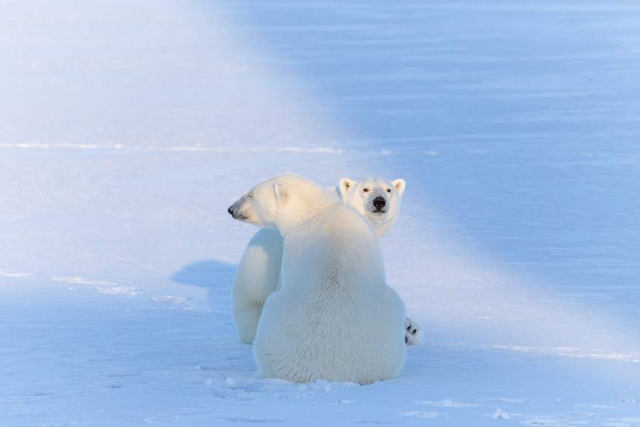 Северная милота Автор: Паршин Андрей Сергеевич Конкурс и номинация: 2021 / Эти забавные животные Регион съёмки: Архангельская область Место съемки: Баренцево море Описание: Забавные медведица и медведь, пришли к судну, и такое чувство, что позировали не жалея чувств. Баренцево море, май 2017 года. Canon 6D,sigma 150-600mm, f 8, 1/2000s, ISO-1000