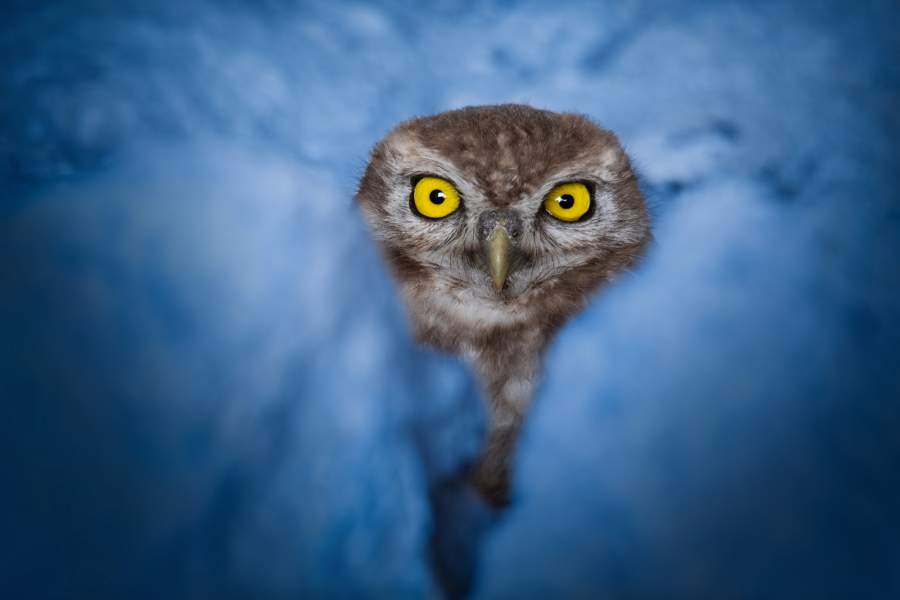 В ледяном плену Автор: Пахалюк Елена Владимировна Конкурс и номинация: 2022 / Птицы Регион съёмки: Республика Крым Место съемки: район озера Чокрак Описание: Снег в Крымских степях - довольно редкое явление как и очень низкие температуры Но домовым сычам он - не помеха. Домовый сыч,Крым