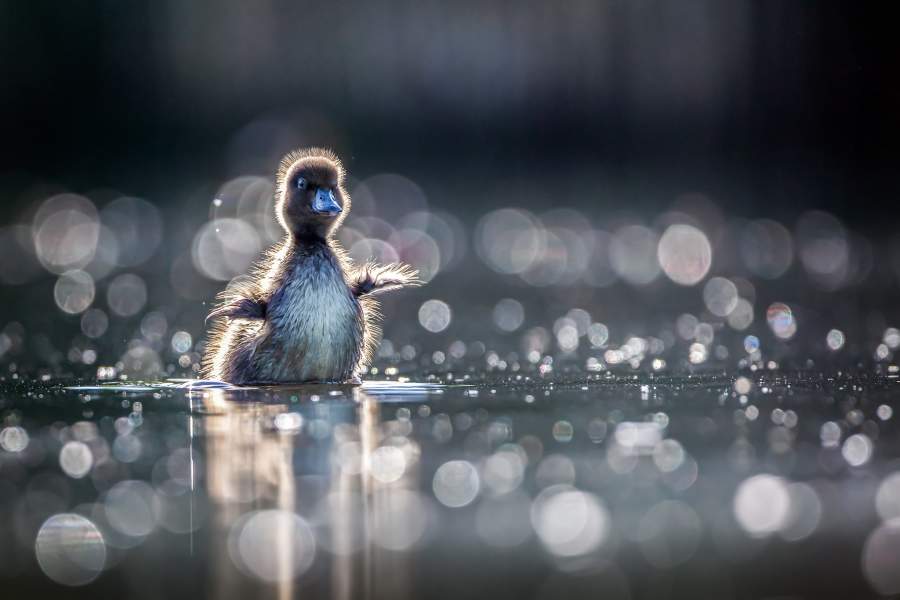 Крылышки Автор: Муравьева Надежда Леонардовна Конкурс и номинация: 2023 / Птицы Регион съёмки: Московская область Место съемки: Национальный парк Лосиный остров Описание: Буквально еще вчера появившиеся на свет птенцы хохлатой чернети, совсем не нуждаются в материнской опеке: они уже вполне умело добывают себе пищу и весьма ловко ныряют при приближении опасности. Хохлатая чернеть, Aythya fuligula Национальный парк Лосиный остров