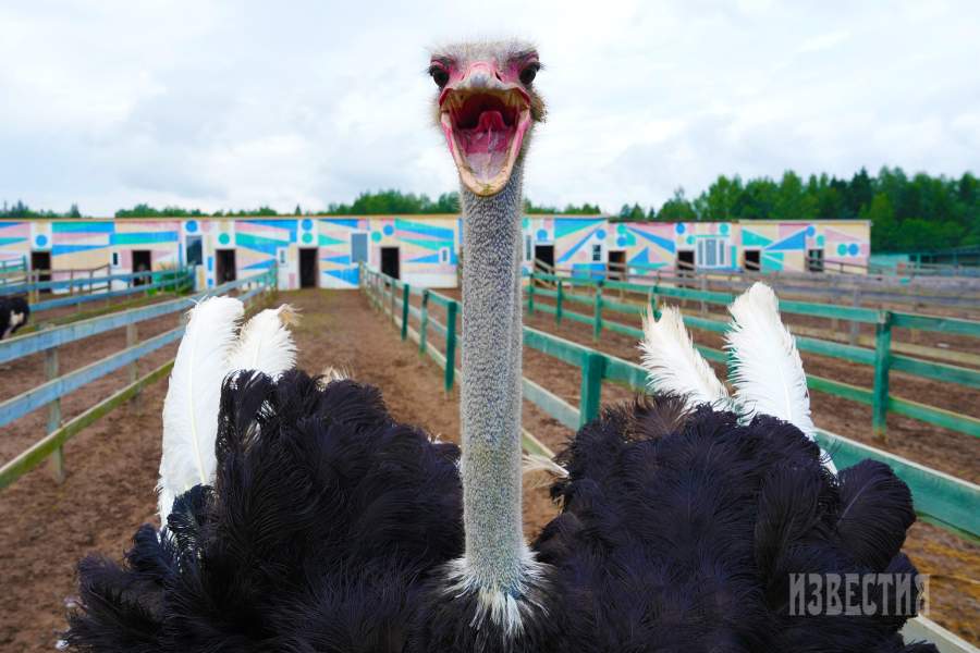 Страусиная ферма