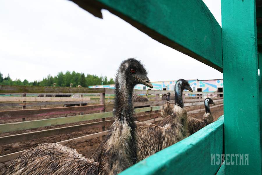 Страусиная ферма